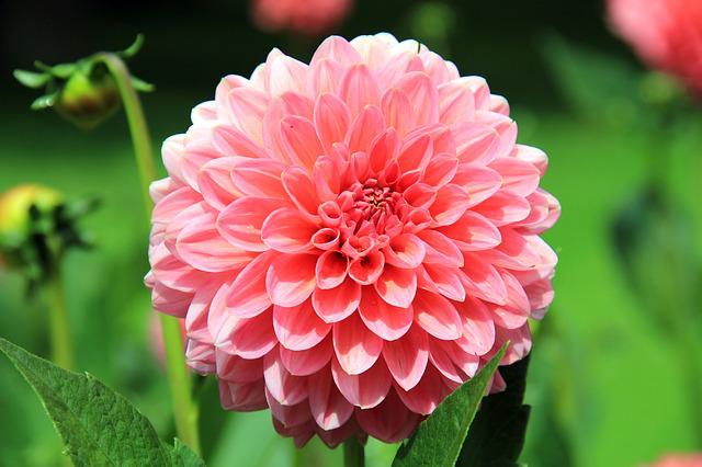 gardening organic vegetable increase skills through great start