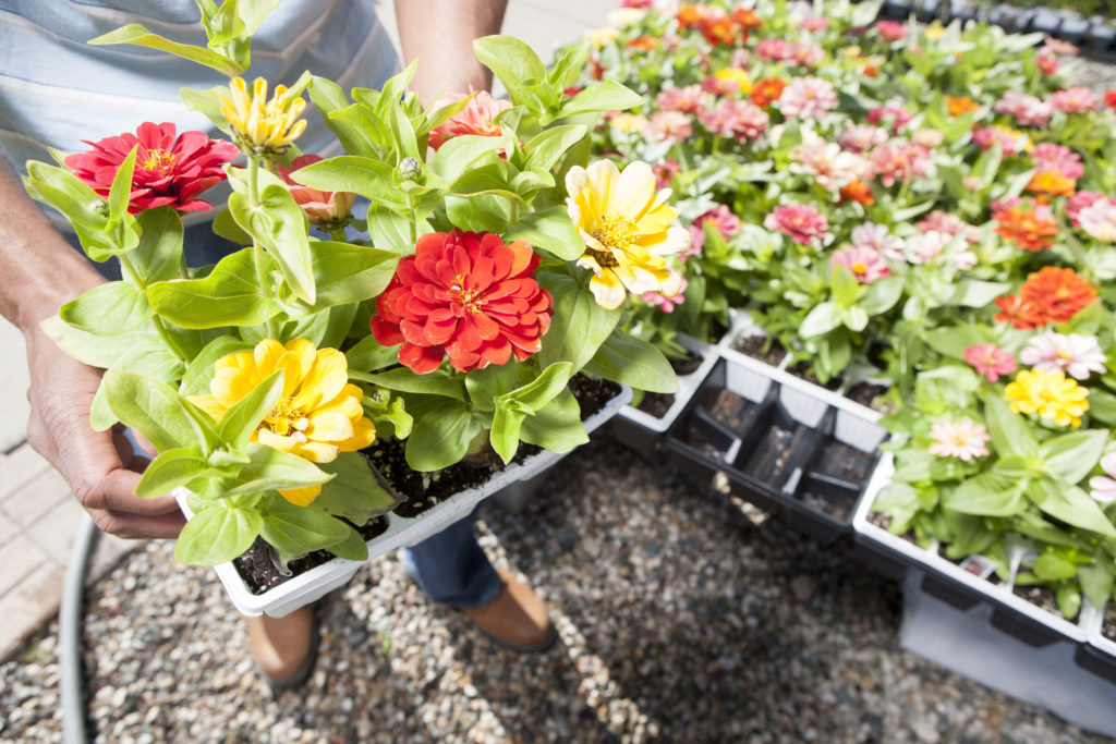 Vegetable Gardening - Why You Should Try It