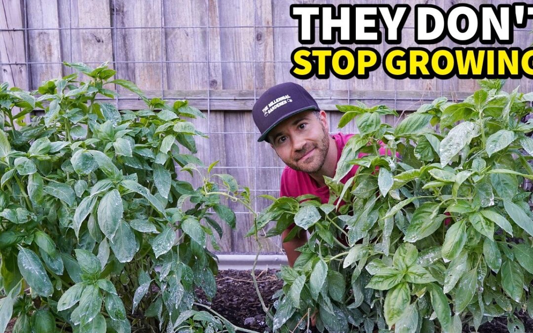 organic gardening i tested new basil fixes everything