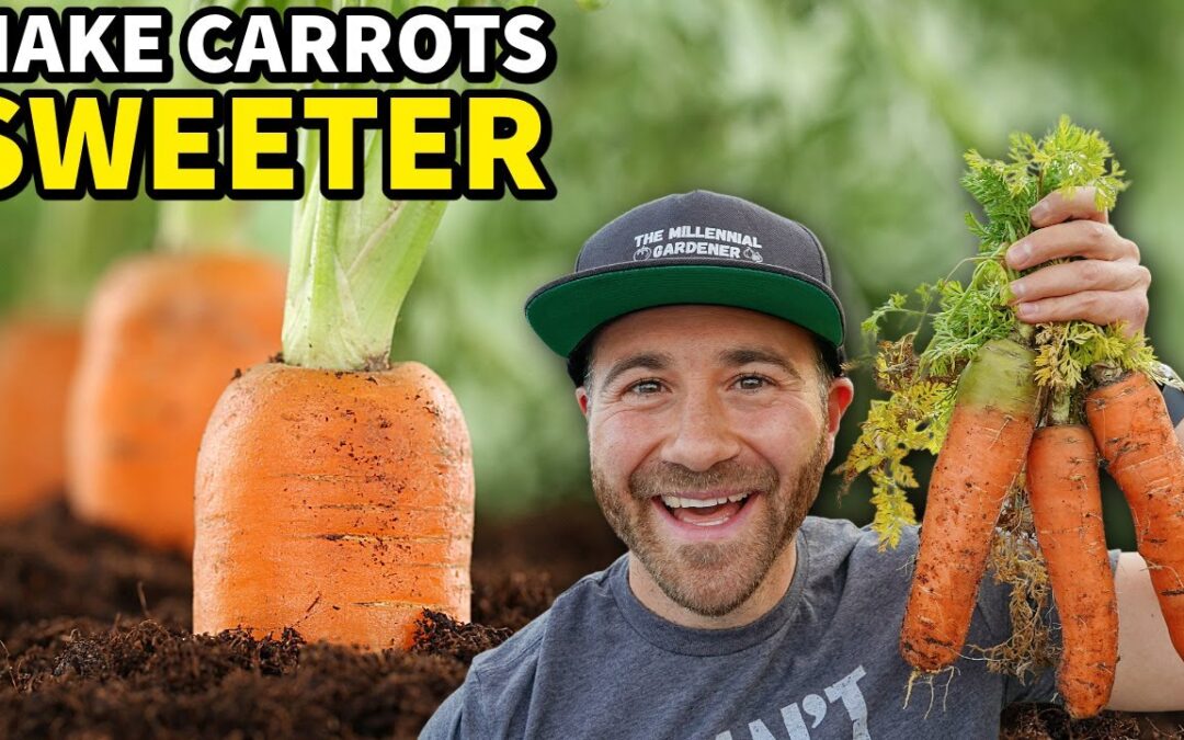 garden vegetable gardening trick will guarantee sweeter carrots