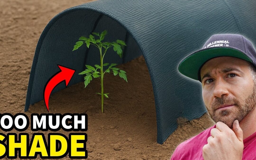 gardening 4 warning signs plants getting too much home ideas