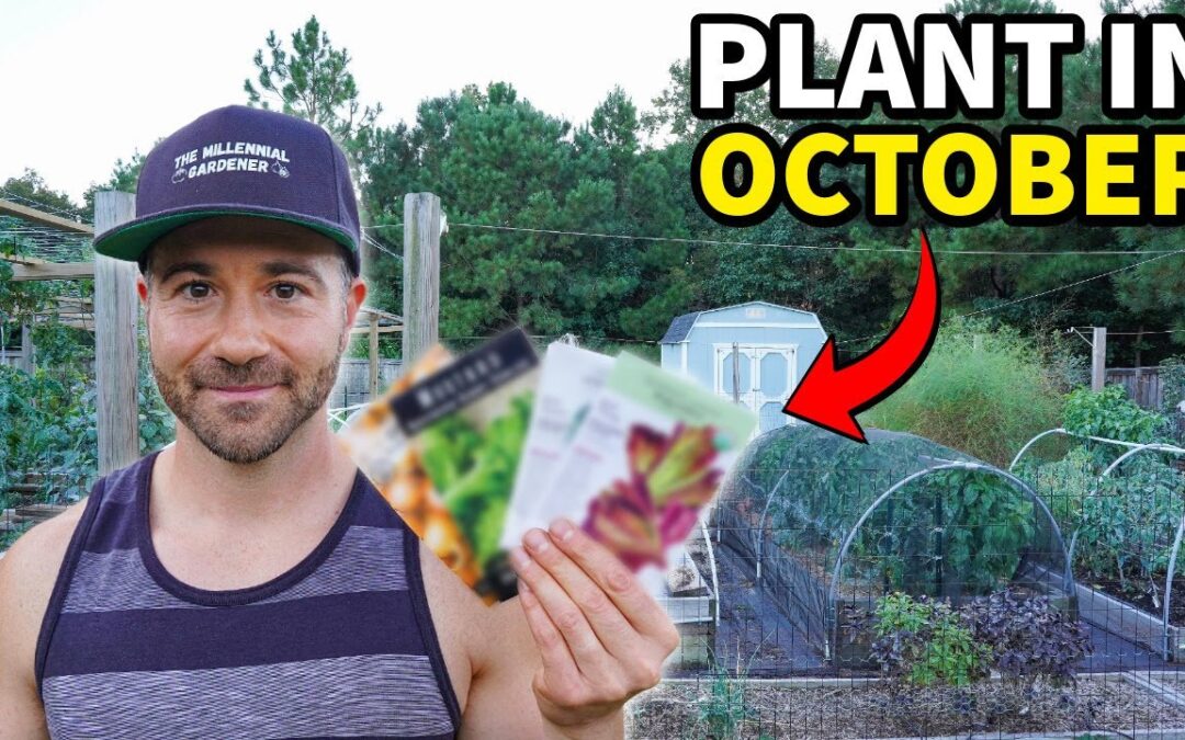vegetables plant 10 awesome crops october right now growing year