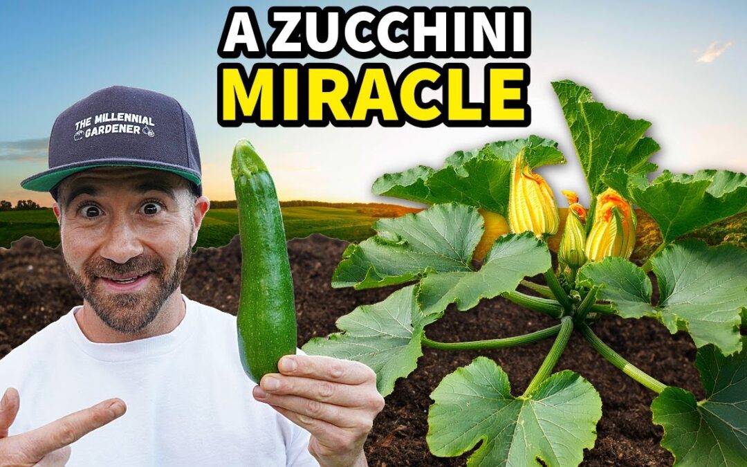 container gardening new way grow zucchini go viral now