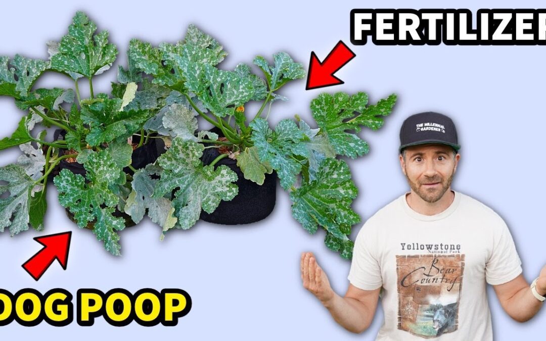 organic gardening grow veggies dog poop