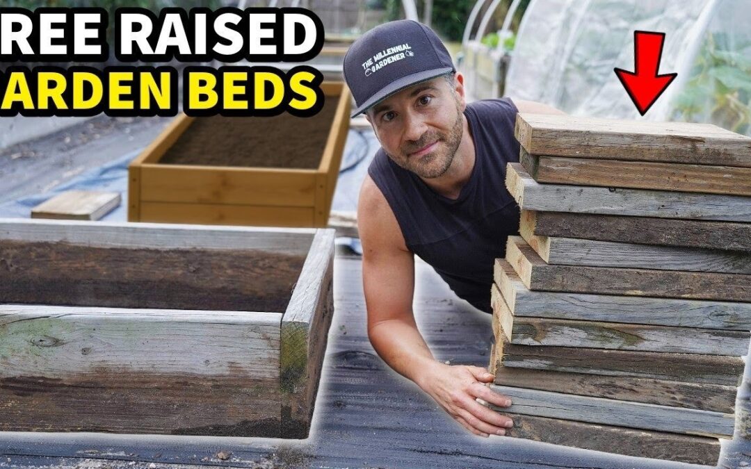 raised garden bed i built deep natural pest control