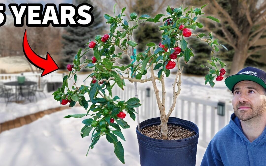 organic gardening i overwintered pepper plants 5 years