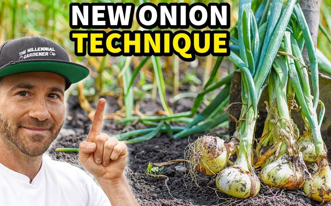 container gardening seriously way grow onions