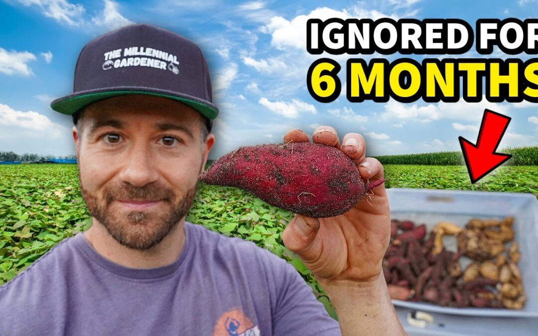 vegetables i ignored my sweet potatoes 6 months growing year