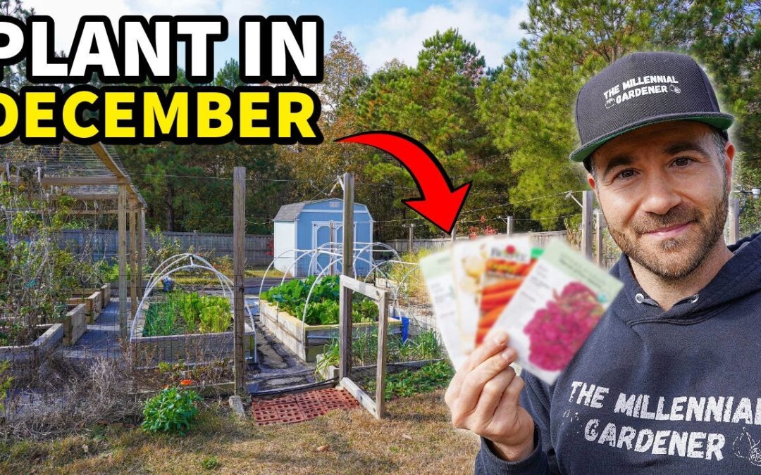 planting container gardening 10 veggies ll regret not