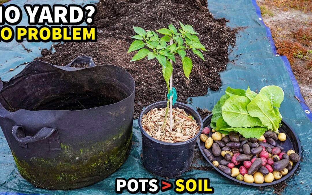vegetables 5 grow better pots than natural pest control