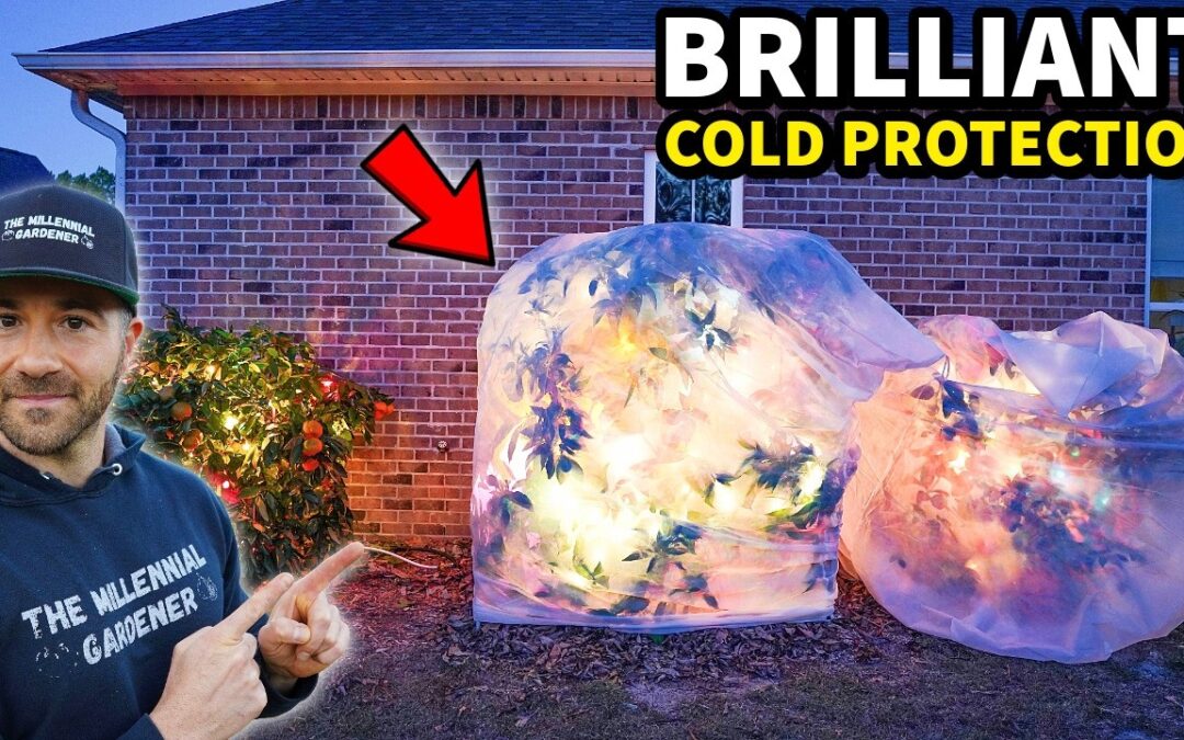 organic gardening protecting plants cold internet