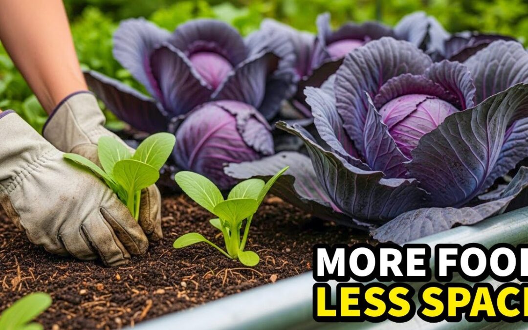 raised garden bed better production natural pest control