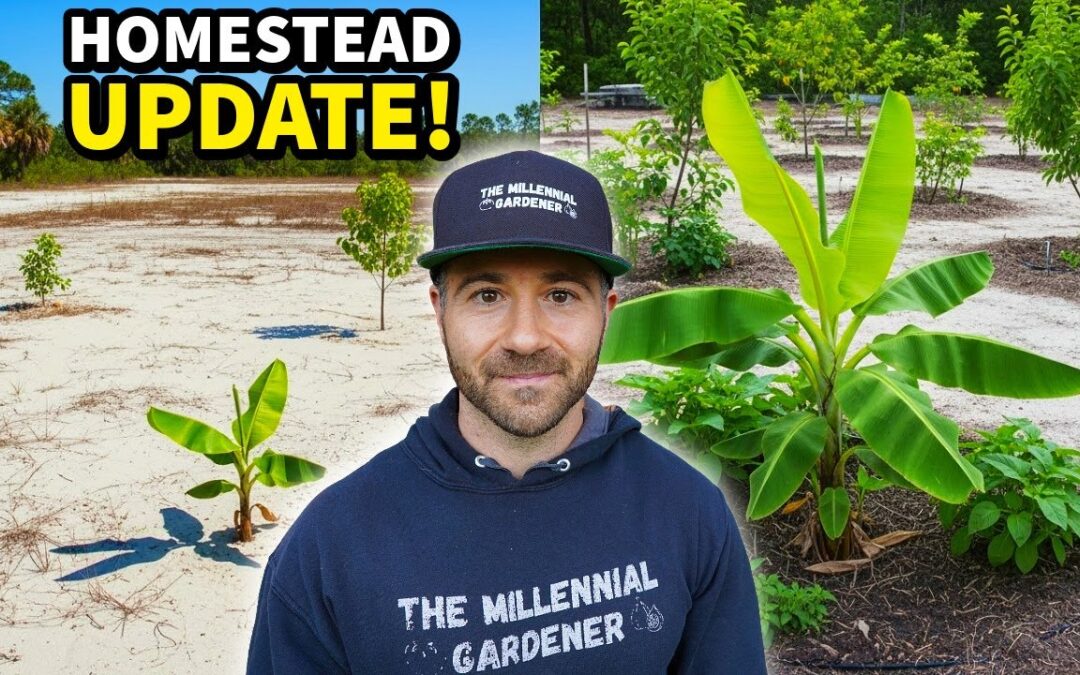 Major Homestead Update: An Exciting New Chapter Begins!