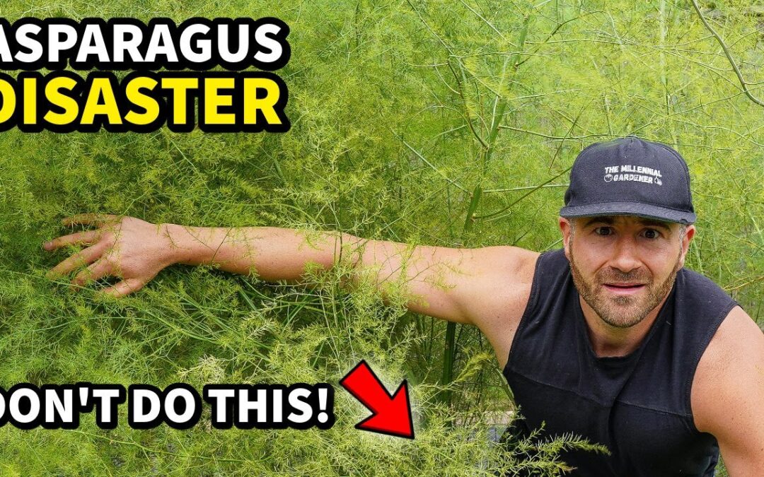 planting vegetables i made dumb mistake asparagus growing year