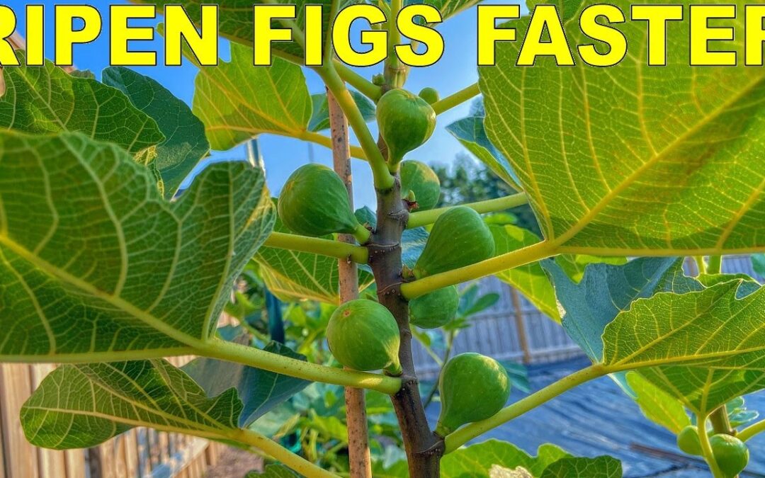 vegetables grow fig trees ripen faster three growing indoors