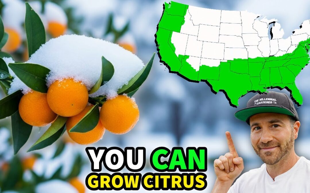 12 Insanely COLD HARDY CITRUS You Can ACTUALLY Grow In Ground!