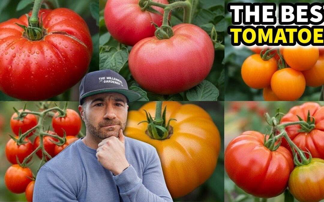 Unlock MASSIVE Tomato Harvests: 6 New Bulletproof Varieties!