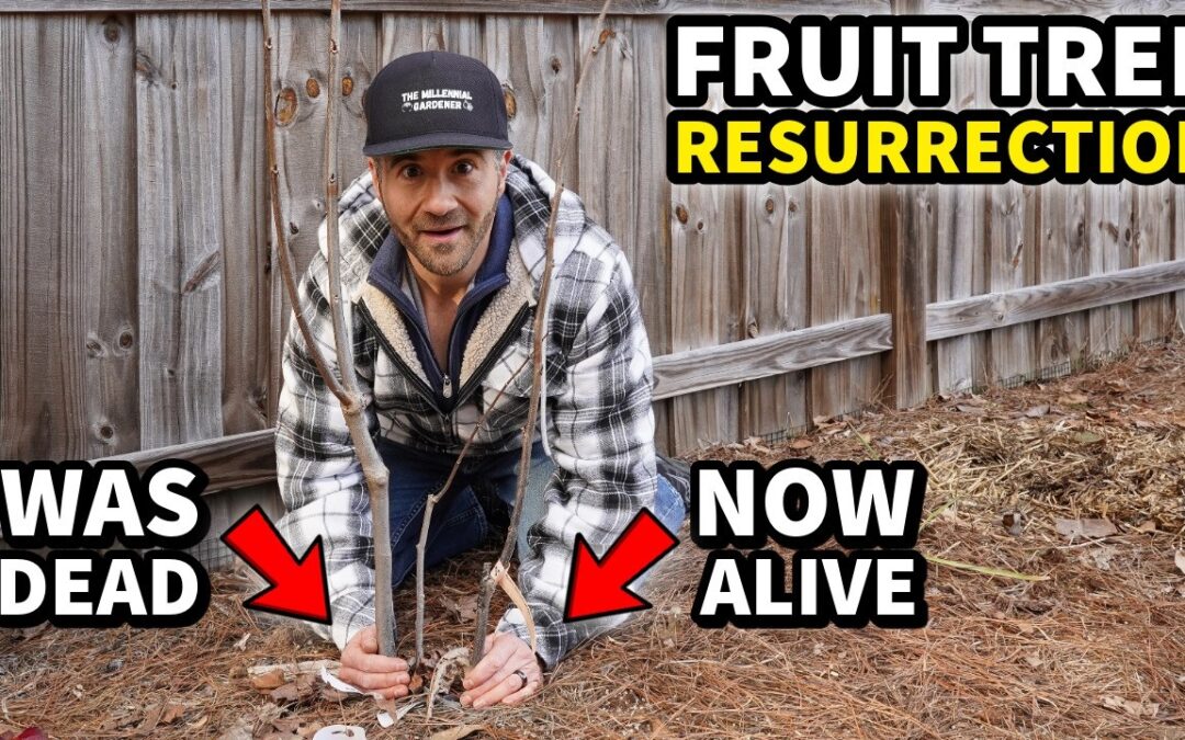 This Expert Grafting Trick Resurrects DEAD Fruit Trees!