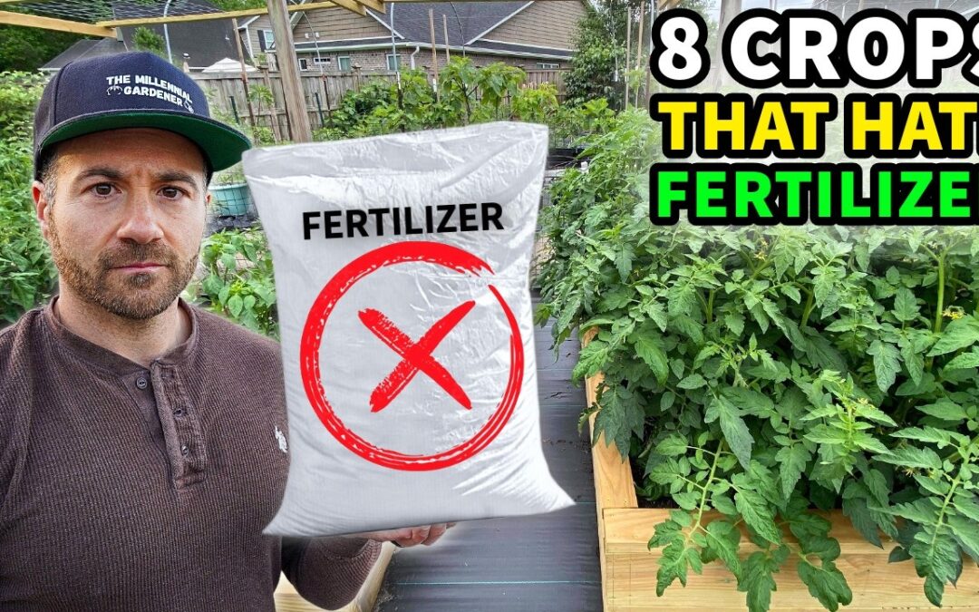 These Plants HATE Fertilizer! Lazy Gardening On A Budget