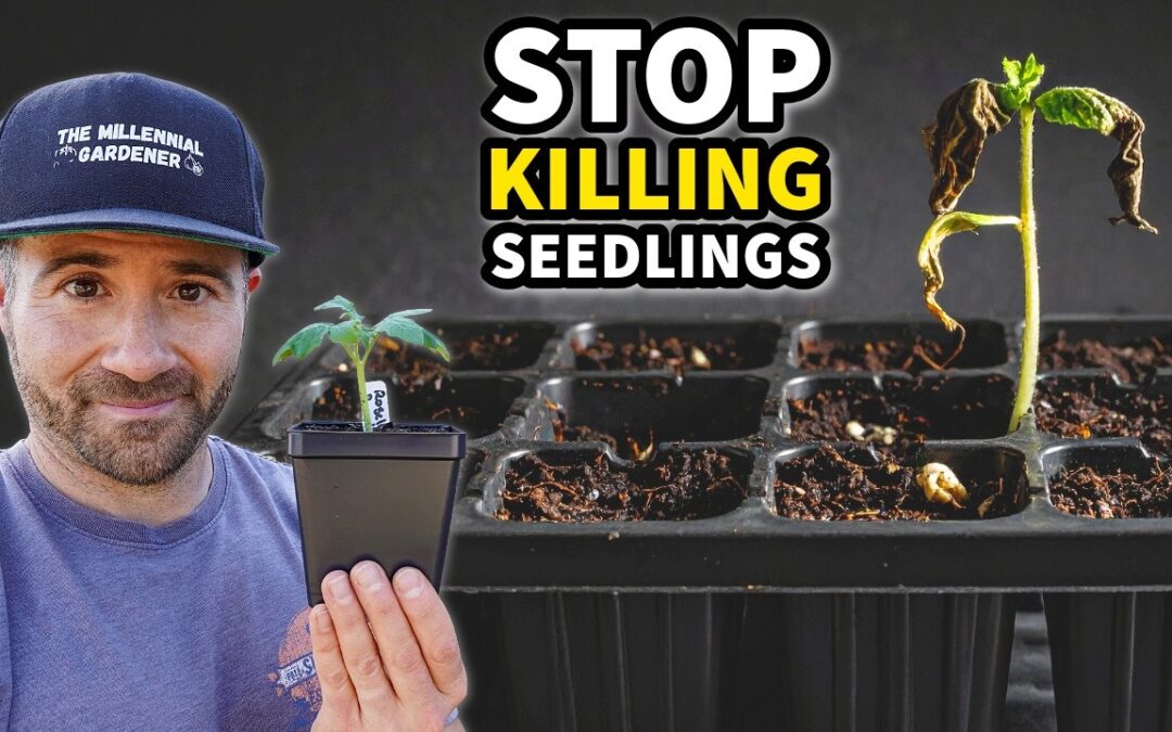 10 Mistakes KILLING Your Seedlings: Fix Them NOW!