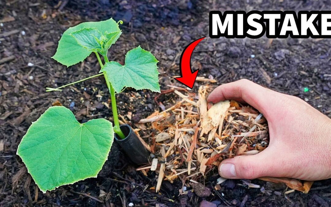 vegetables which handle extreme summer heat