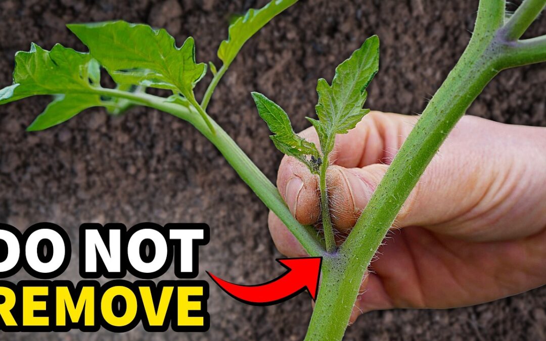 easiest crops grow kitchen scraps