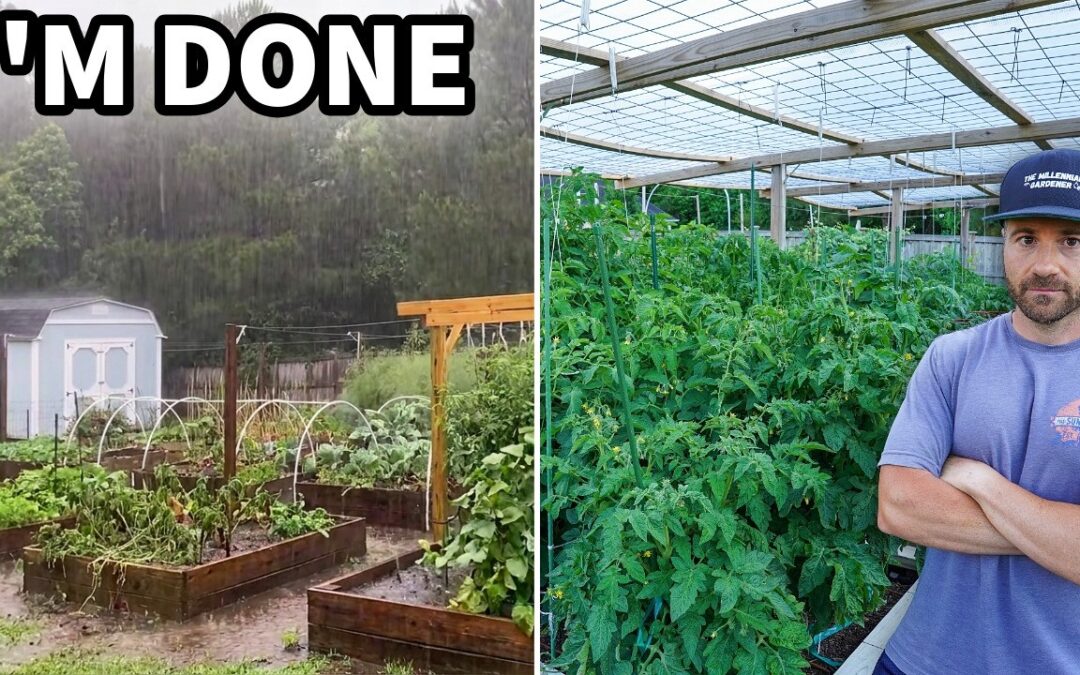 containers easiest way grow spinach