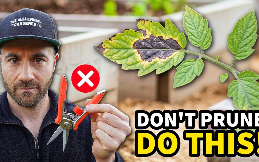 beginner method growing broccoli cabbage