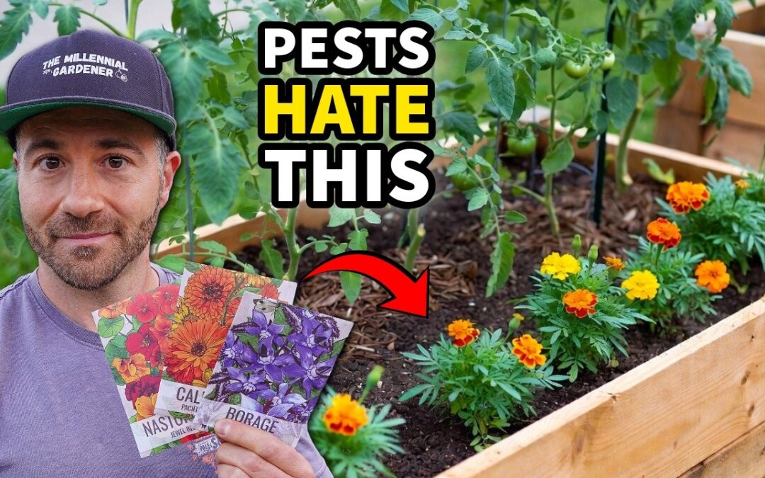 revitalize plants
