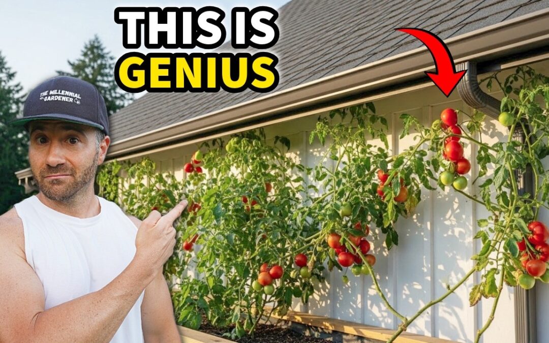 bed easiest perennials low maintenance flower