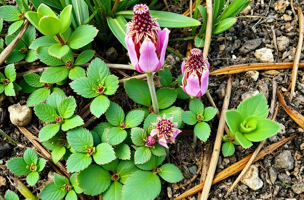 Ground Cover Plants That Spread Without Taking Over: 9 Reliable Examples